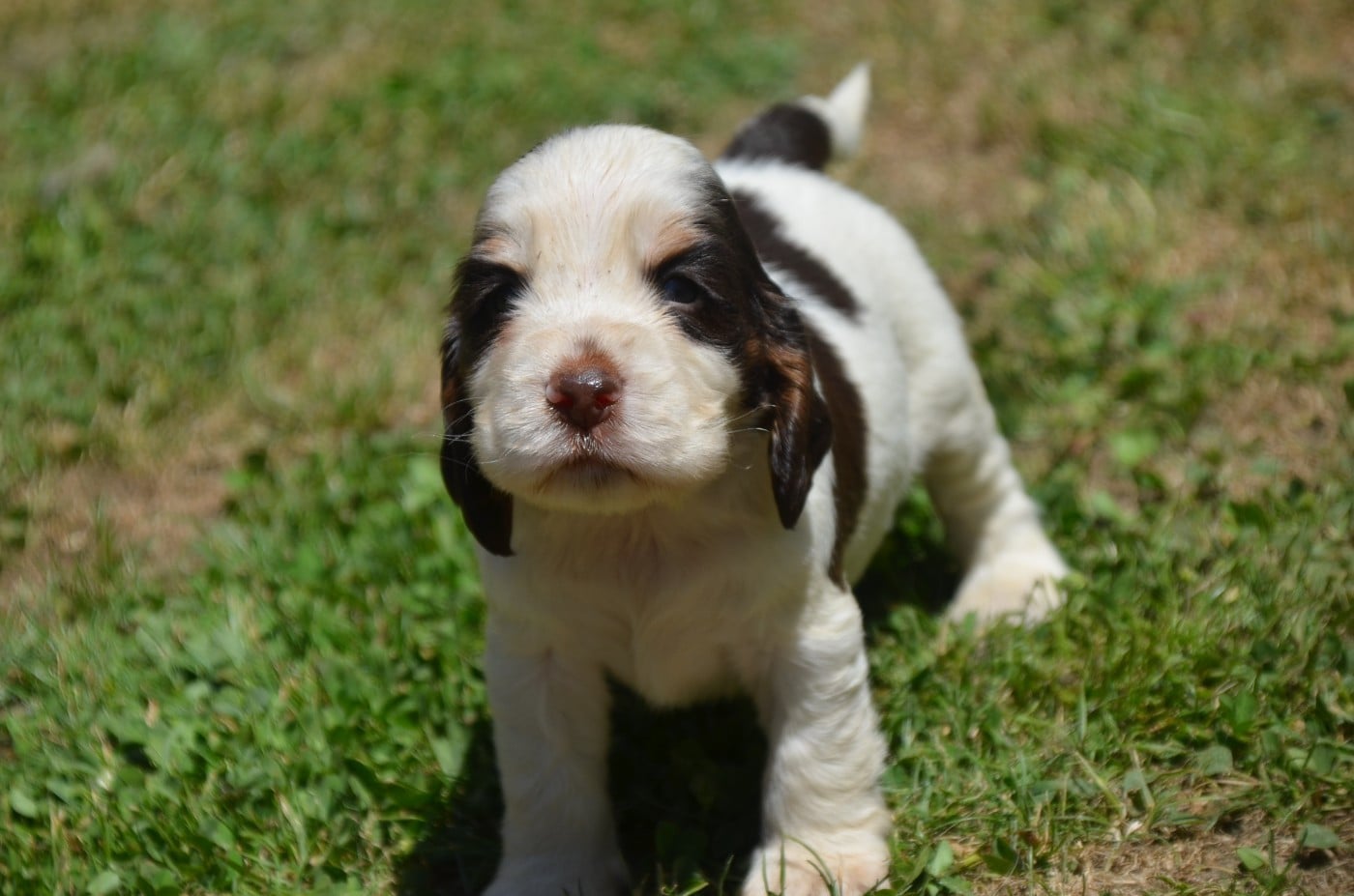 Chiot N°4 tricolore chocolat