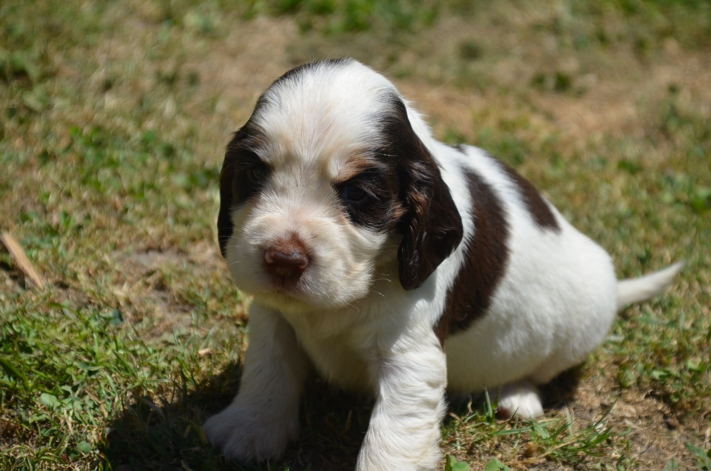 Chiot N°4 tricolore chocolat