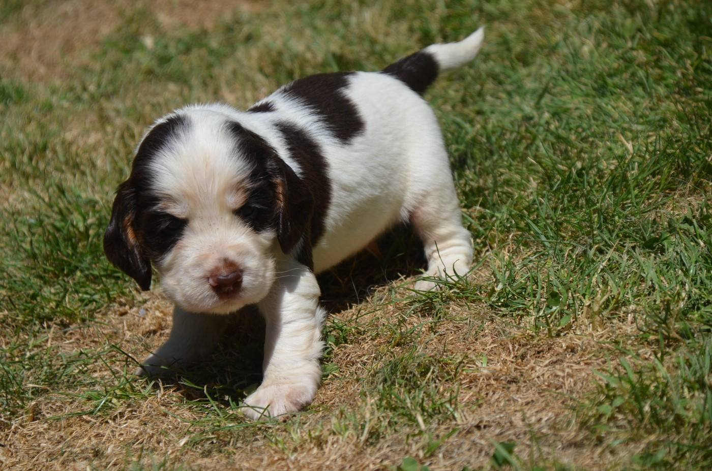 Chiot N°4 tricolore chocolat