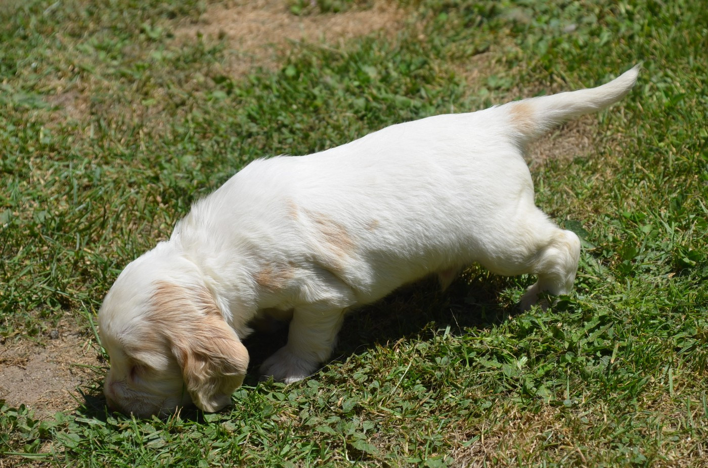 Chiot N°2