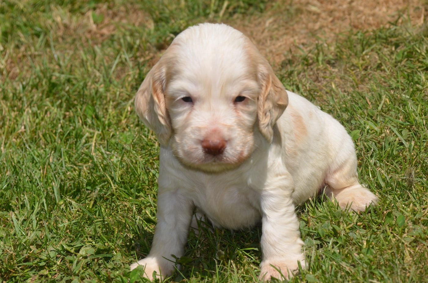 Chiot N°2