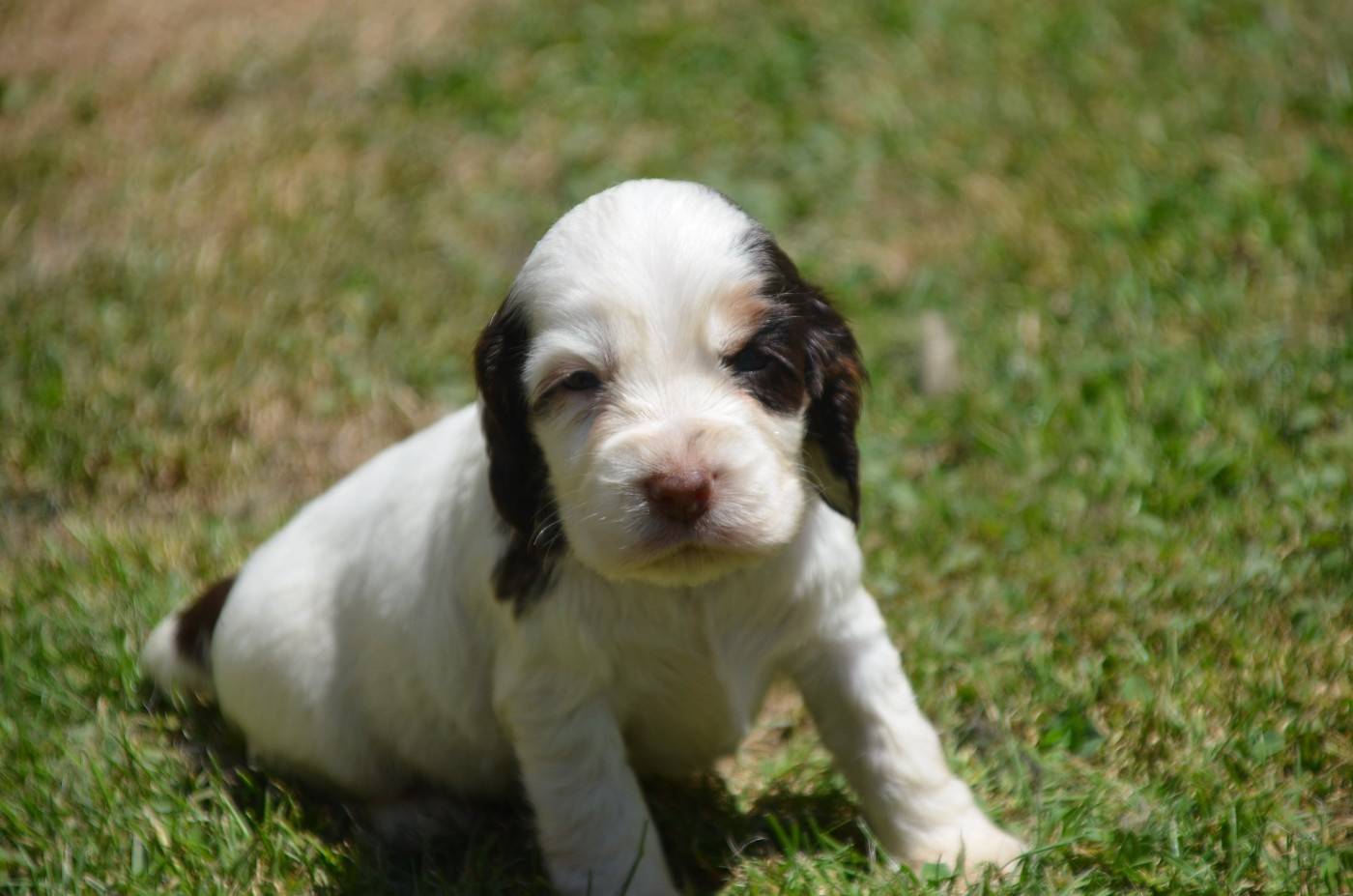 Chiot N°7 tricolore chocolat