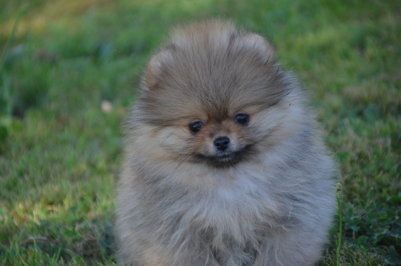 Chiot N°1