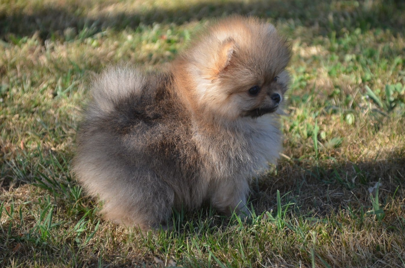 Chiot N°1