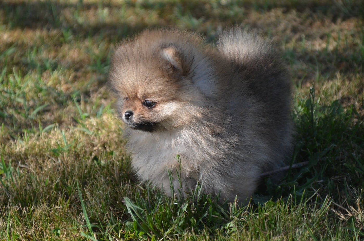 Chiot N°1