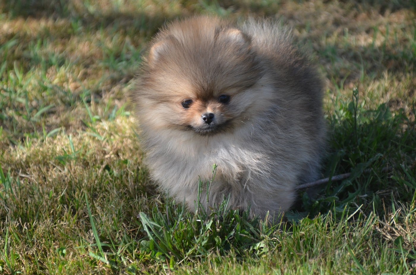 Chiot N°1