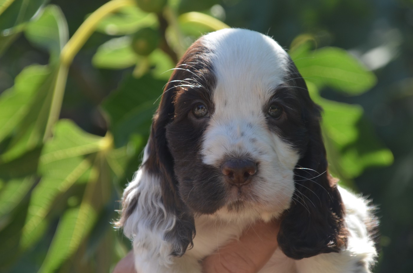 Chiot N°6 chocolat et blanc