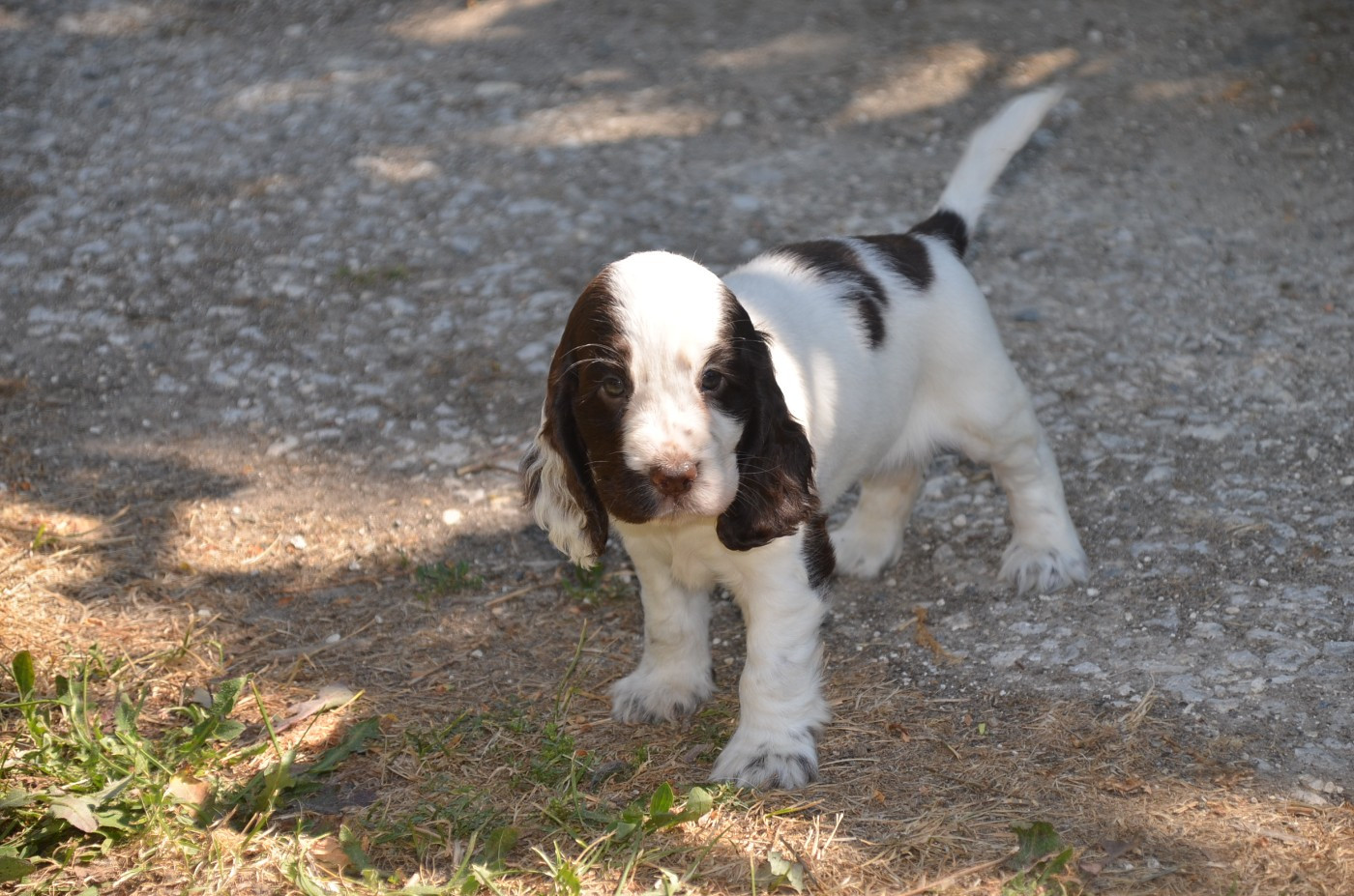 Chiot N°6 chocolat et blanc