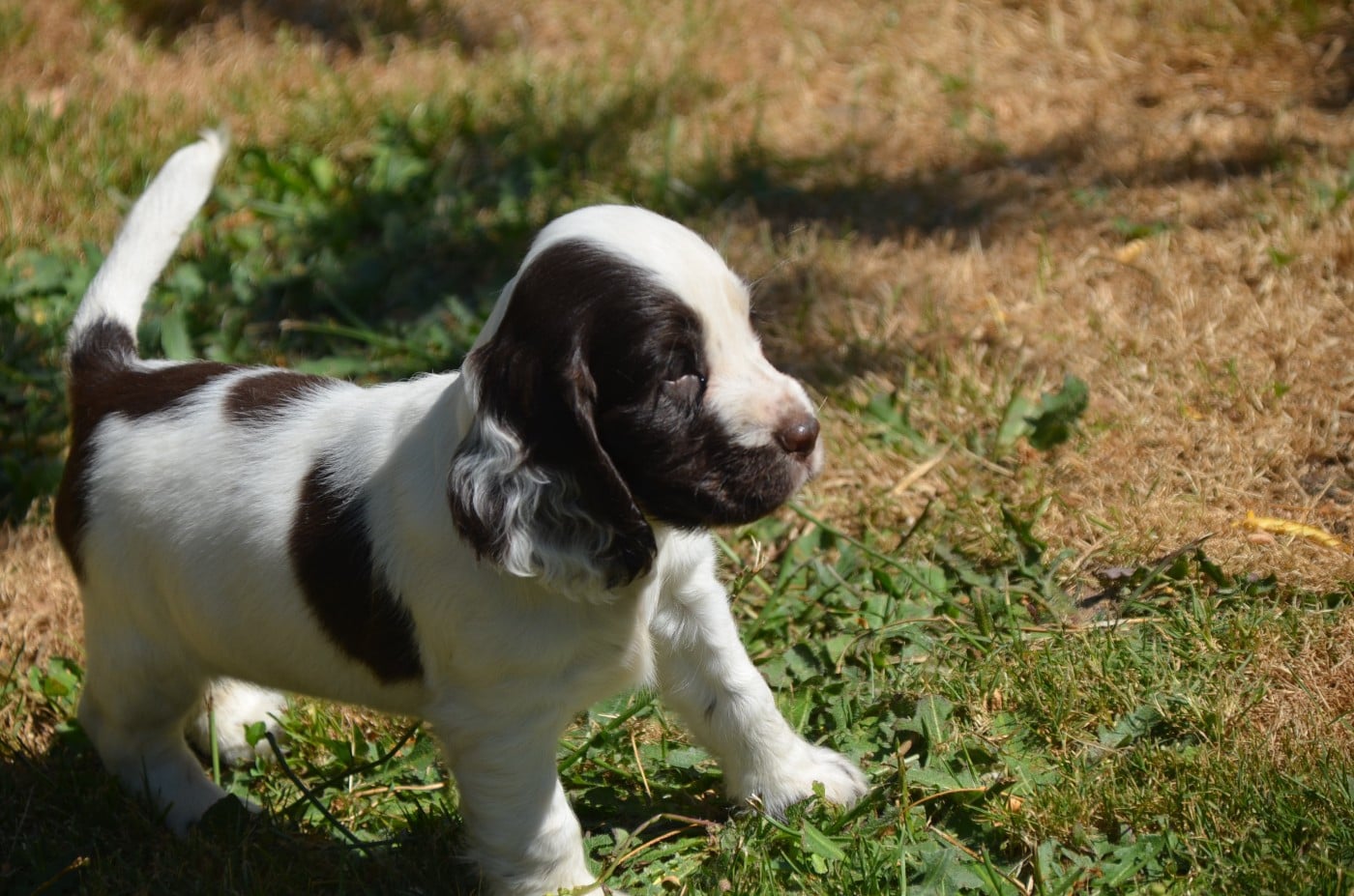 Chiot N°6 chocolat et blanc