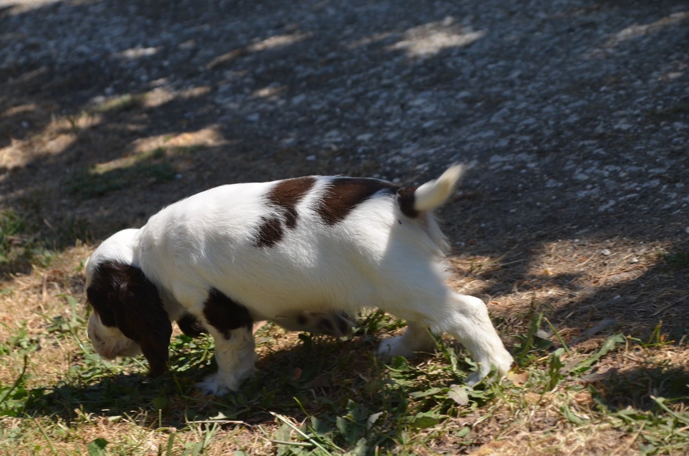 Chiot N°6 chocolat et blanc
