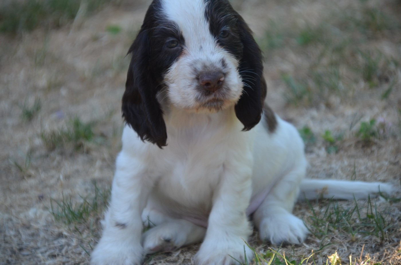 Chiot N°3 chocolat et blanc