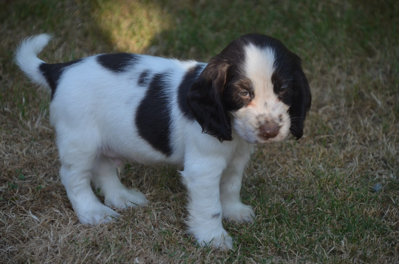 Chiot N°3 chocolat et blanc