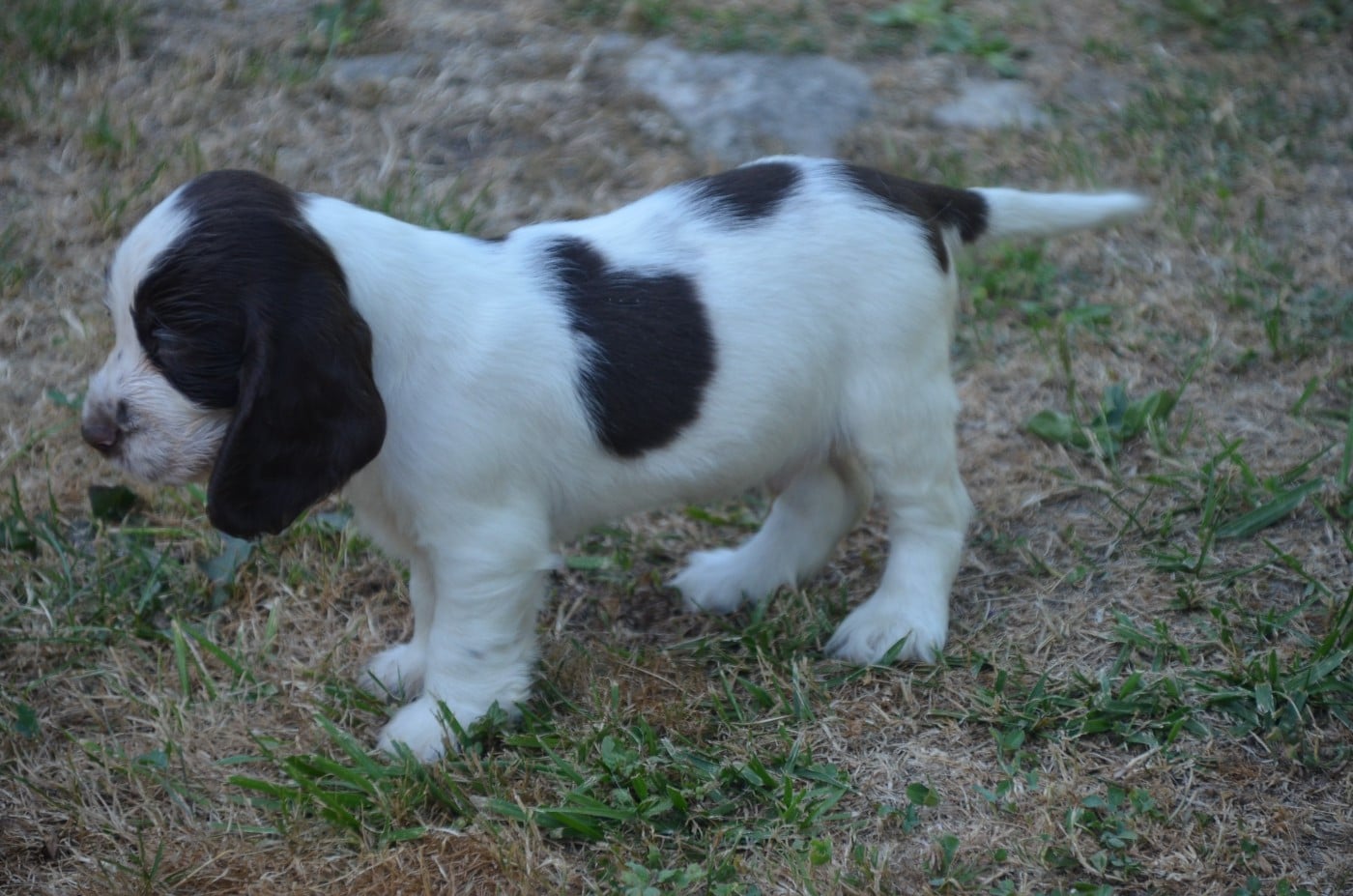 Chiot N°3 chocolat et blanc