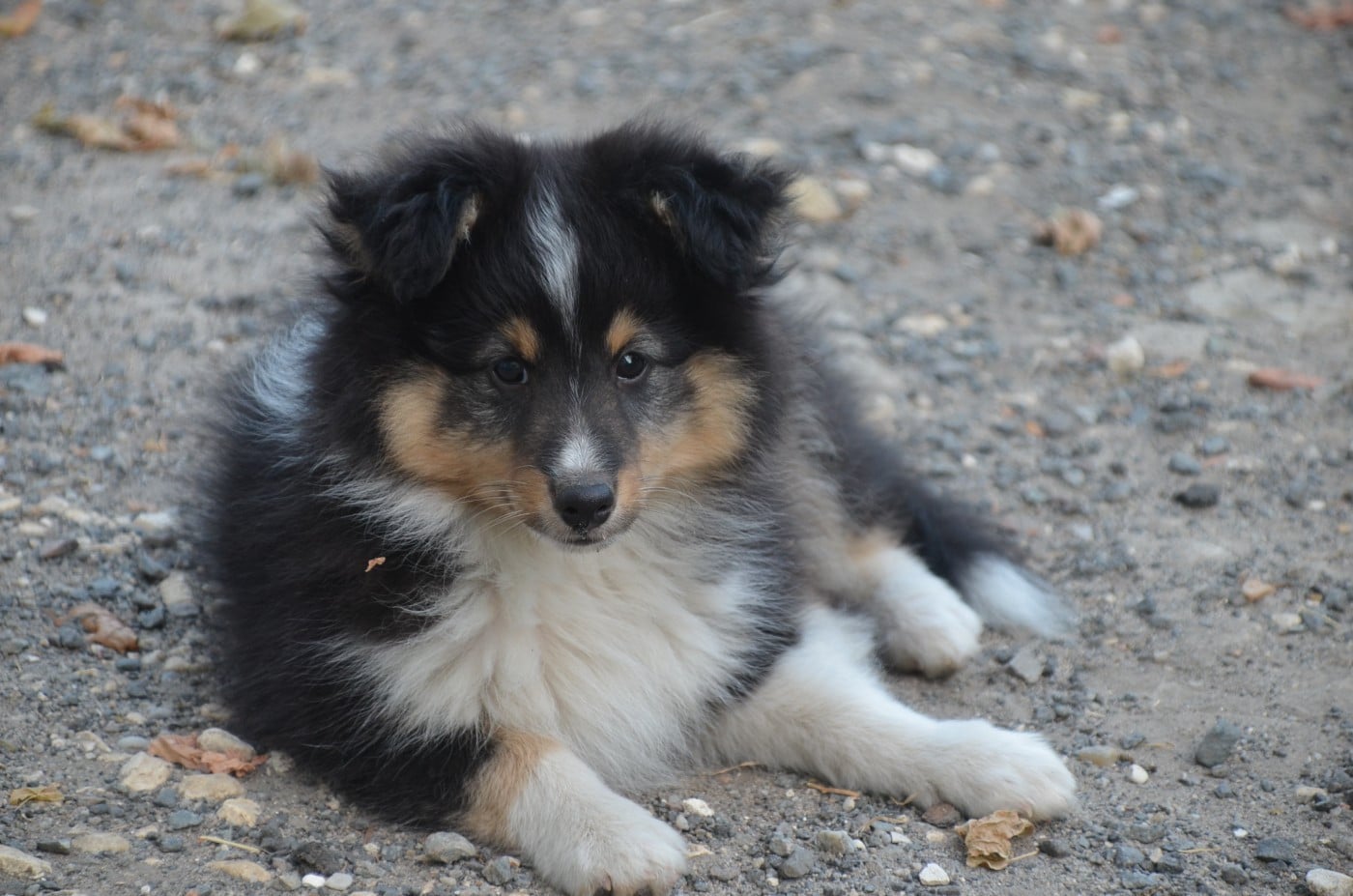 Chiot N°1