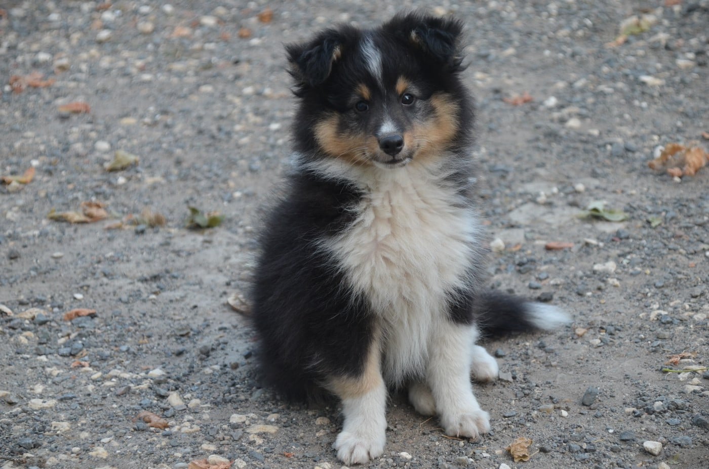 Chiot N°1