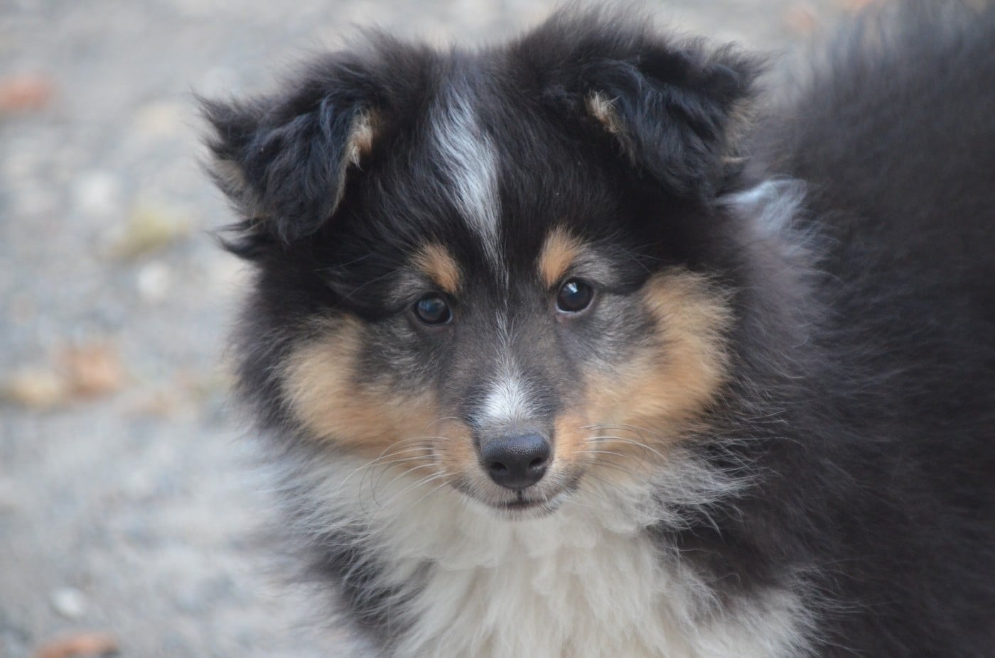 Chiot N°1