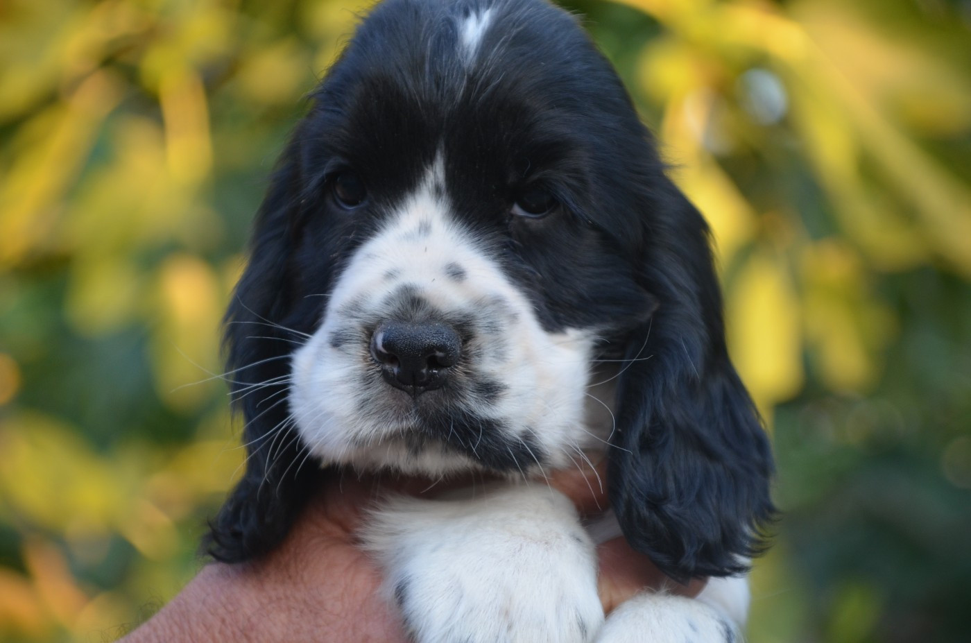 Chiot N°2 bleu rouan