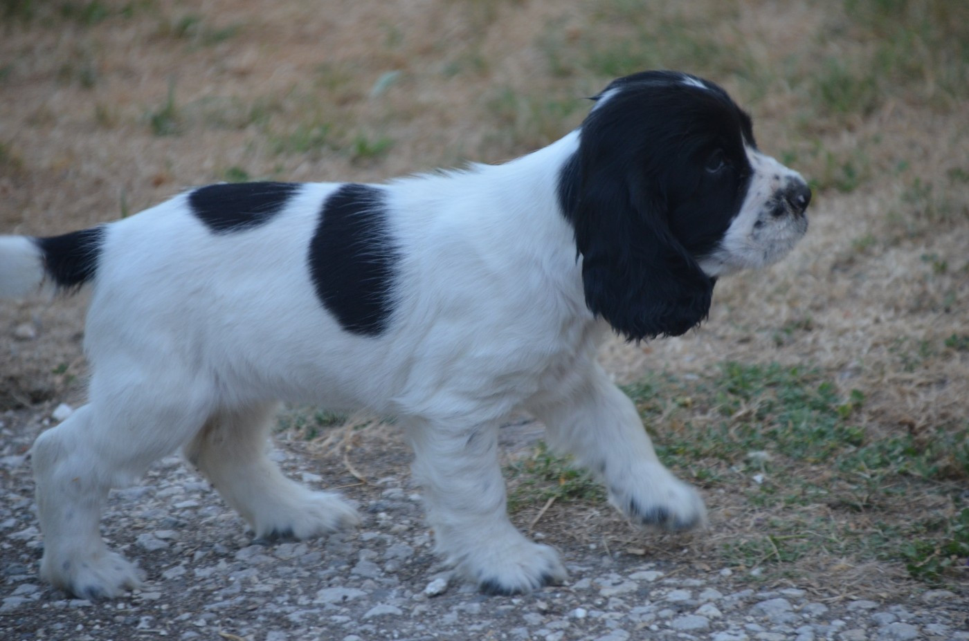 Chiot N°2 bleu rouan