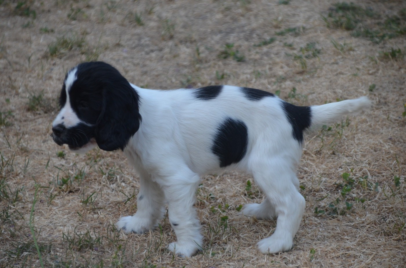 Chiot N°2 bleu rouan