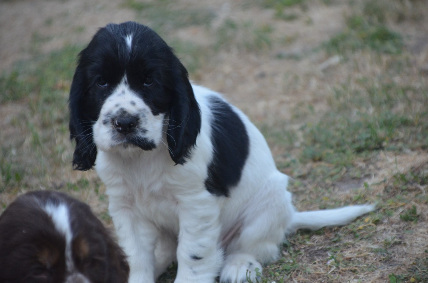 Chiot N°2 bleu rouan