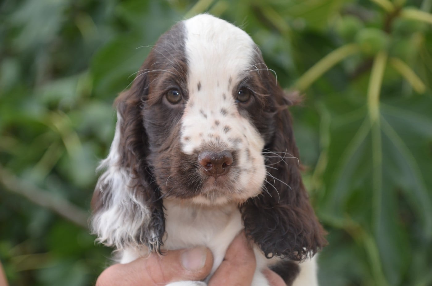 Chiot N°6 chocolat et blanc
