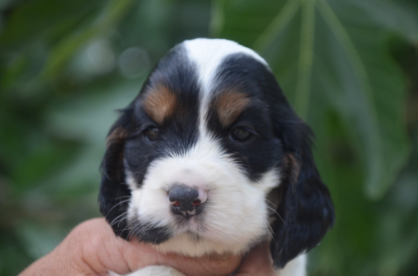 Chiot N°1