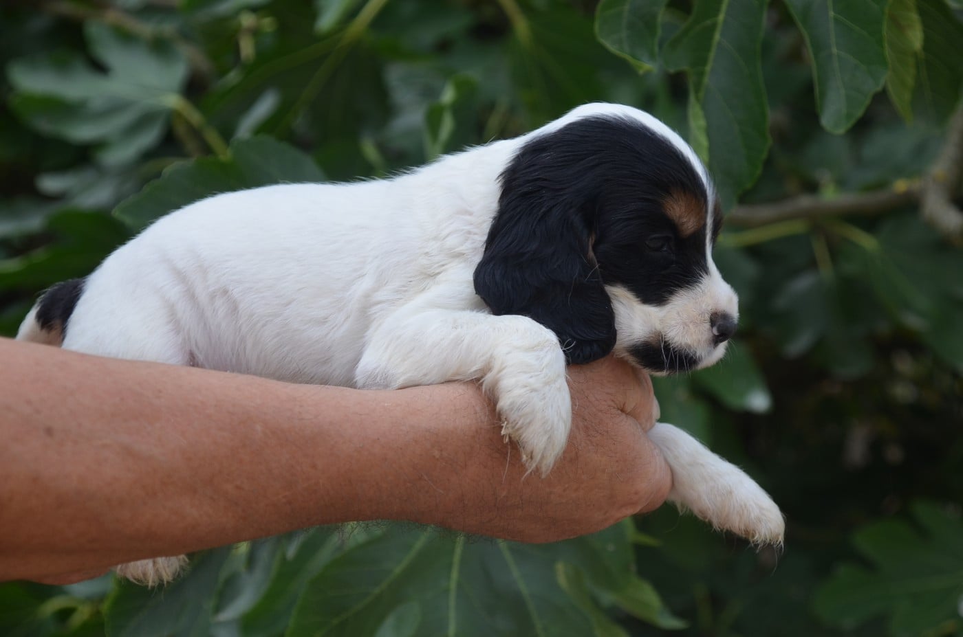 Chiot N°1