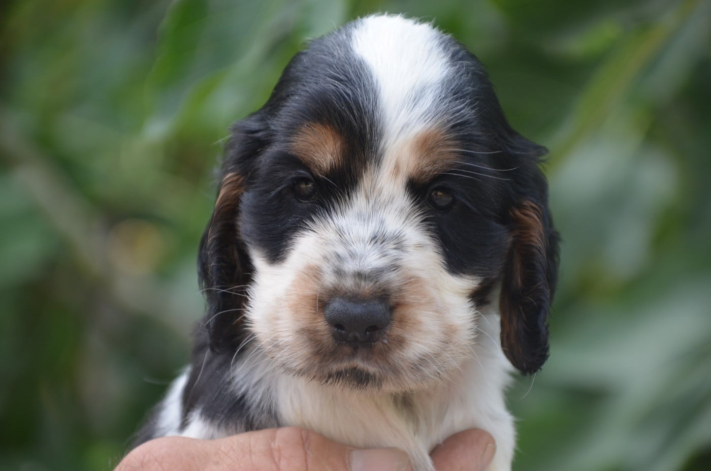 Chiot N°2