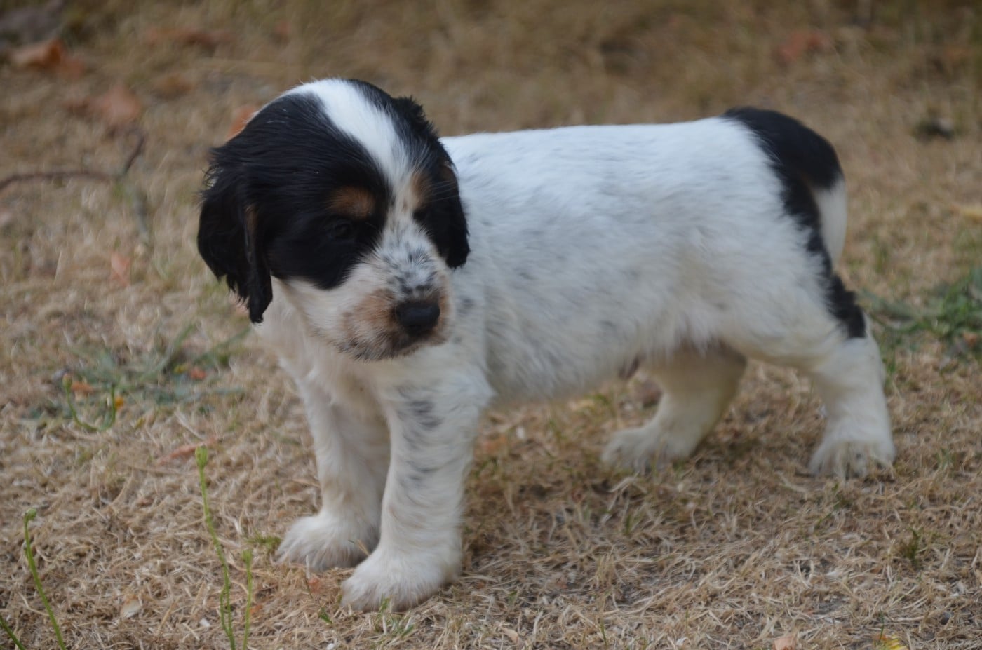 Chiot N°2