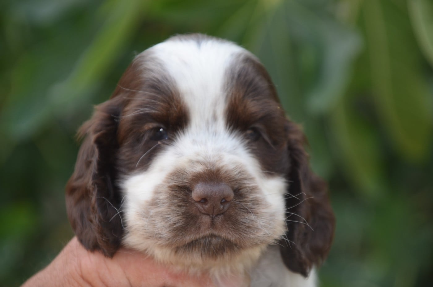 Chiot N°3