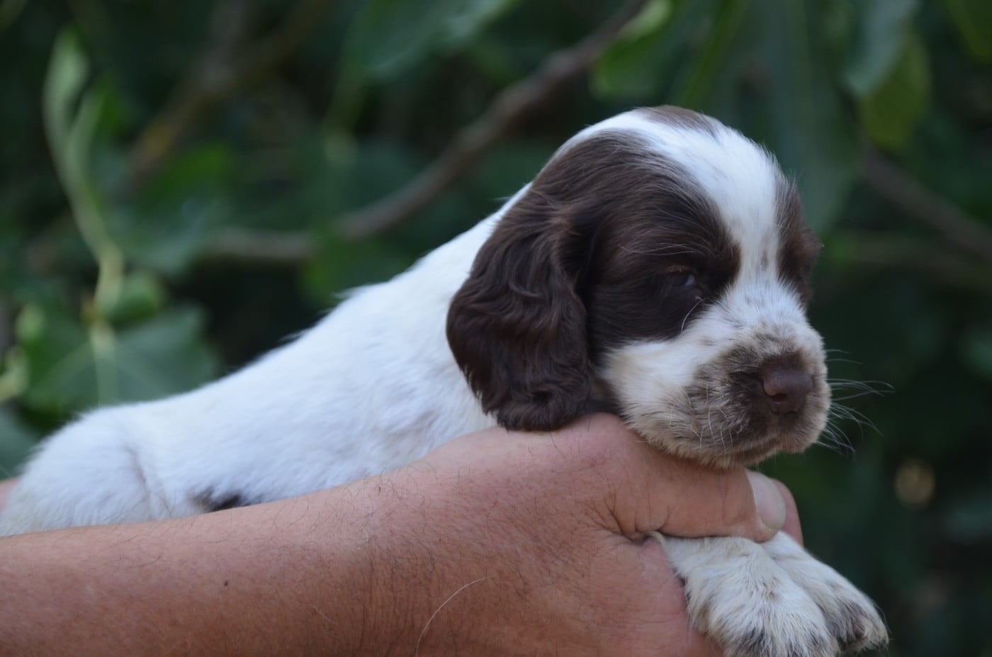 Chiot N°3