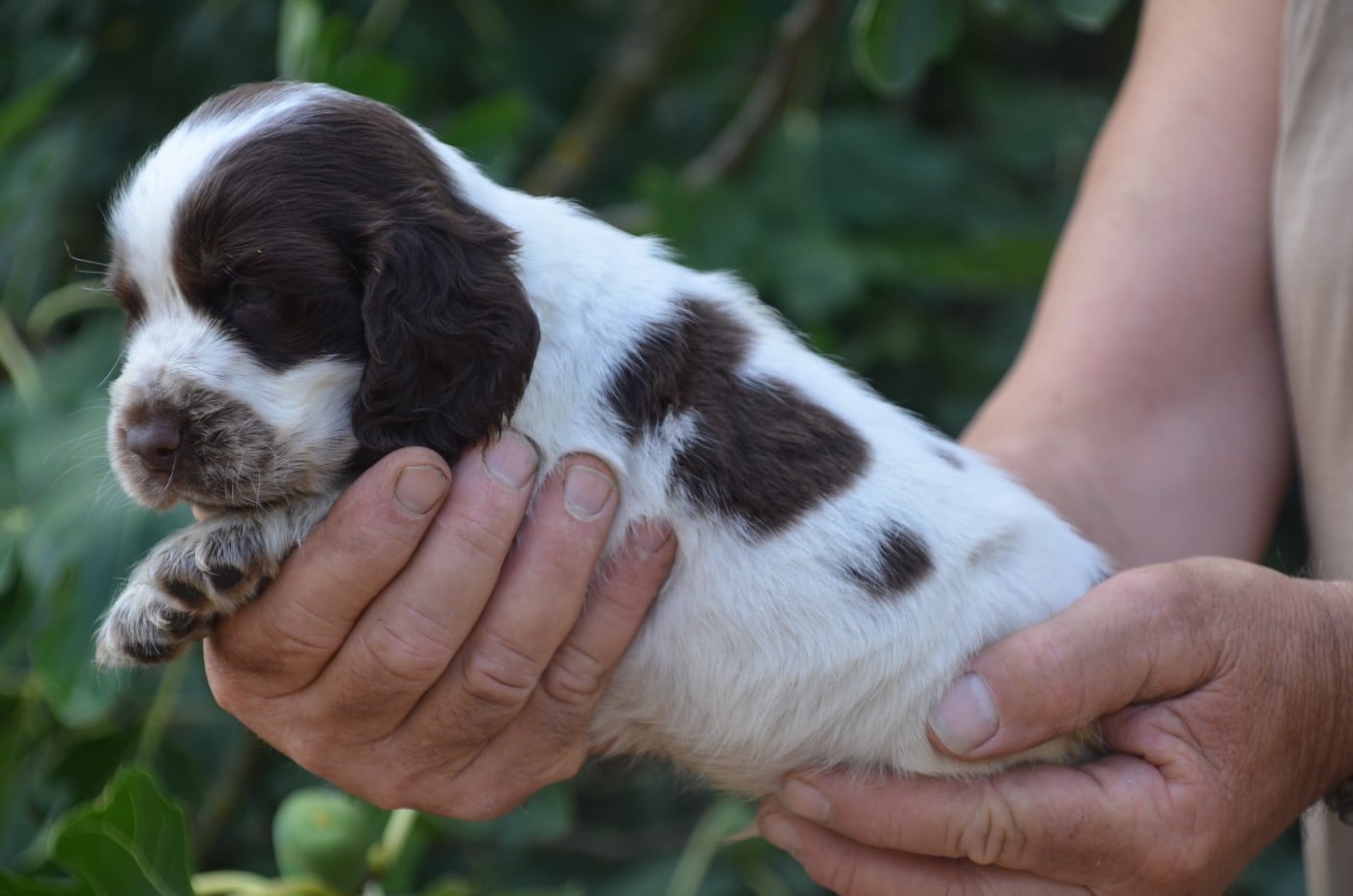 Chiot N°3