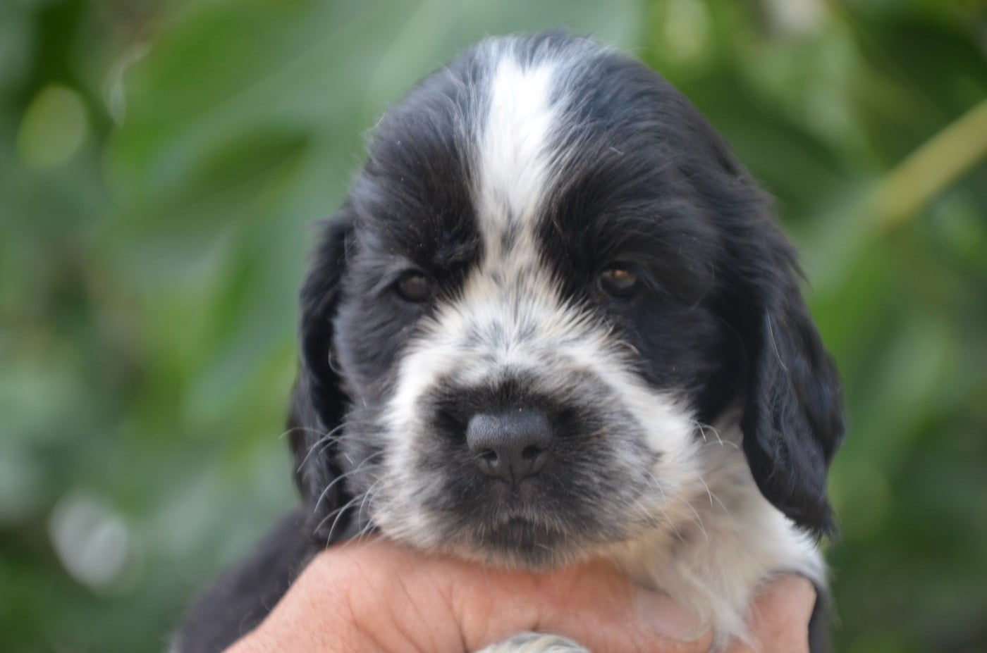 Chiot N°4