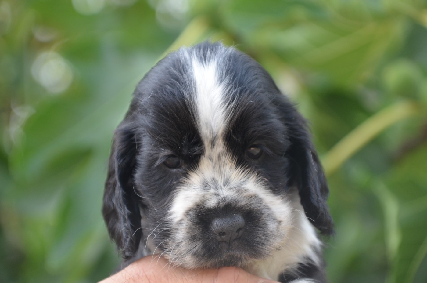 Chiot N°4
