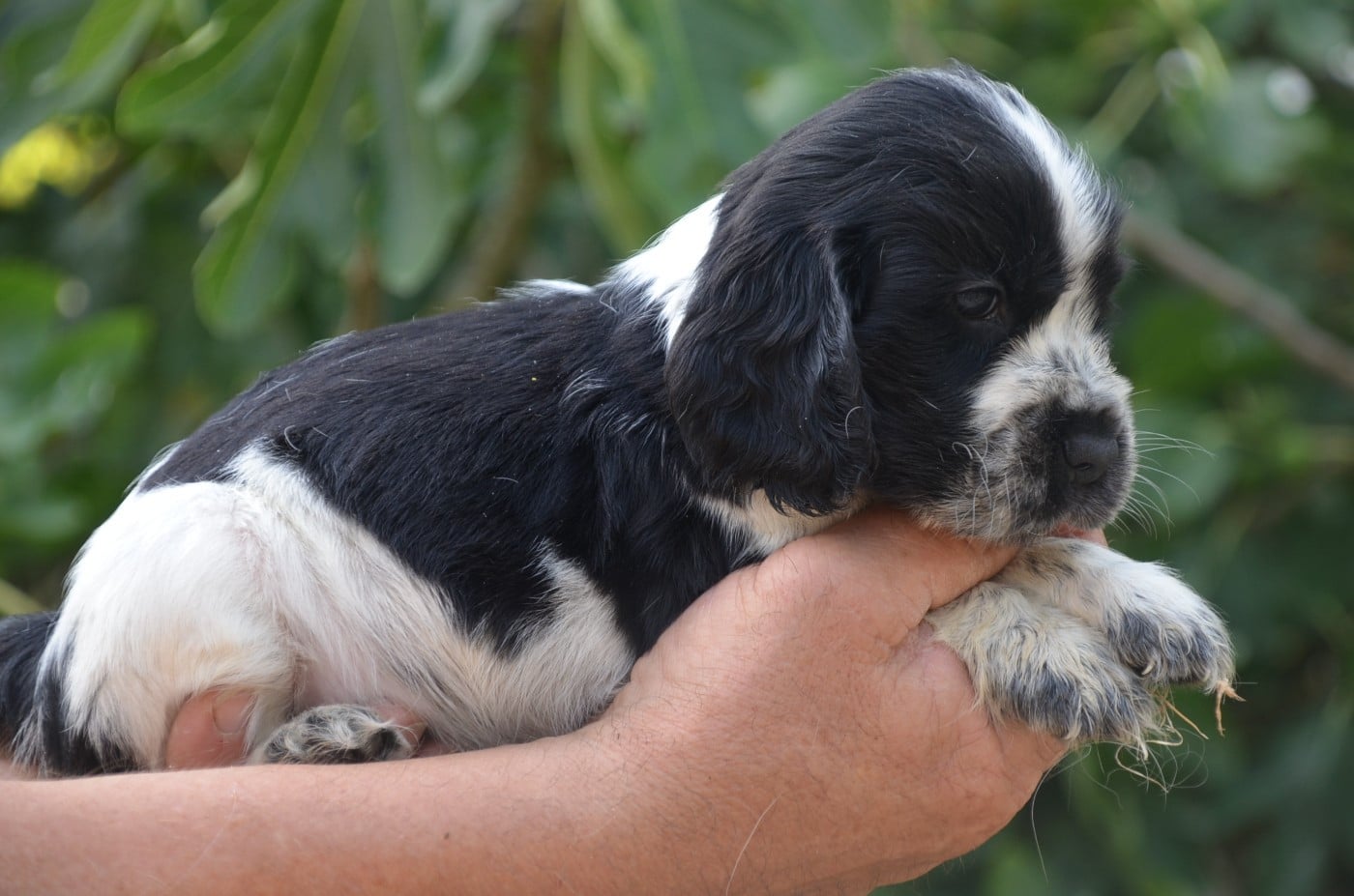 Chiot N°4