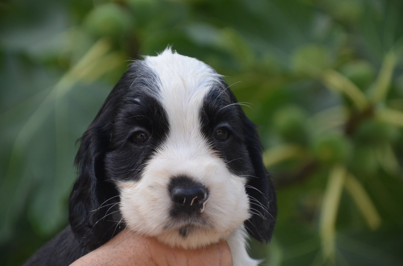 Chiot N°5