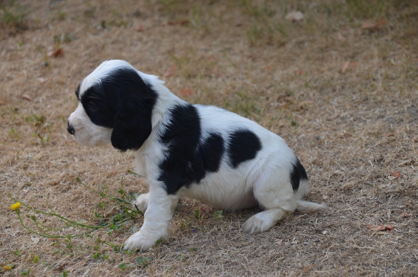 Chiot N°5