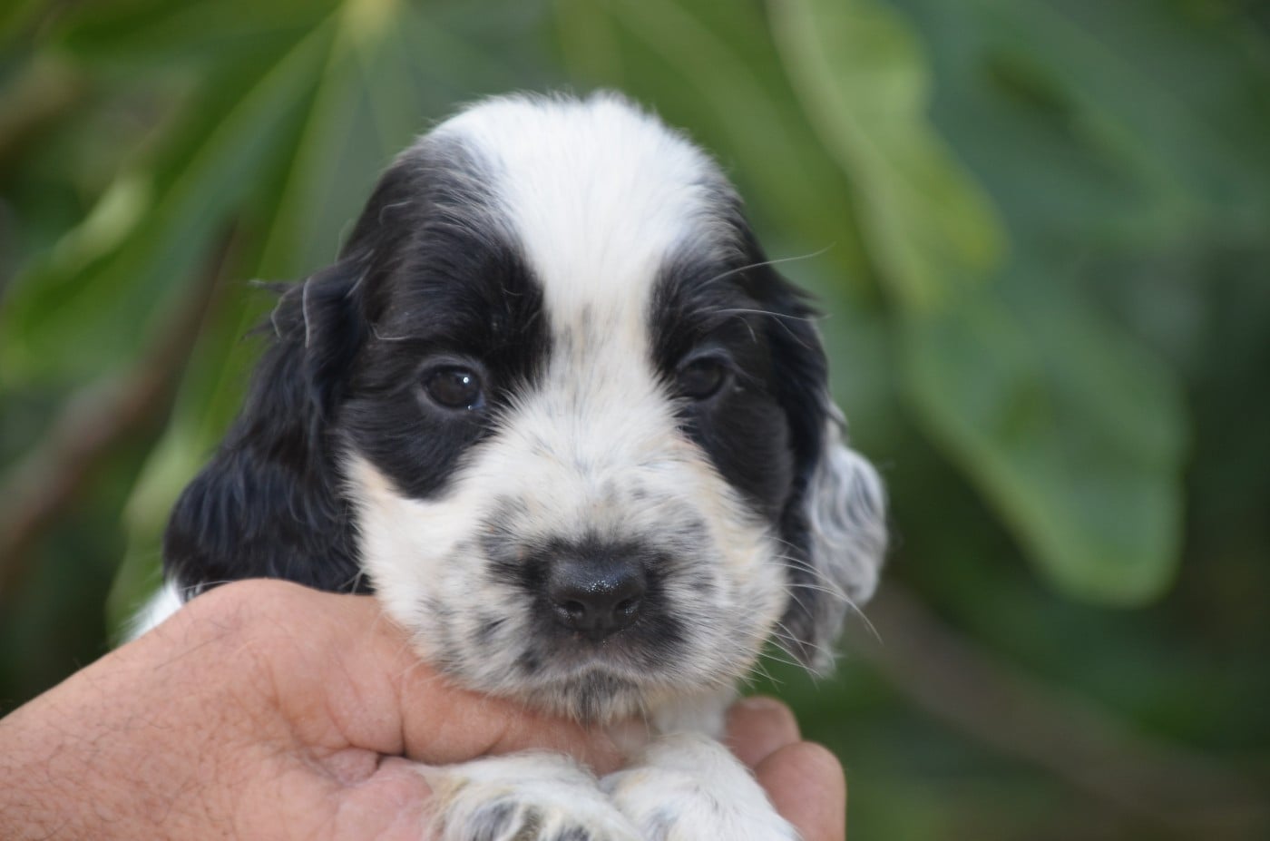 Chiot N°6