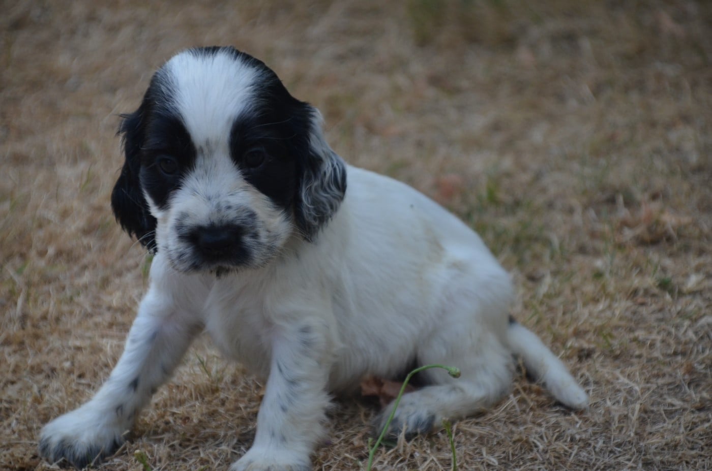 Chiot N°6
