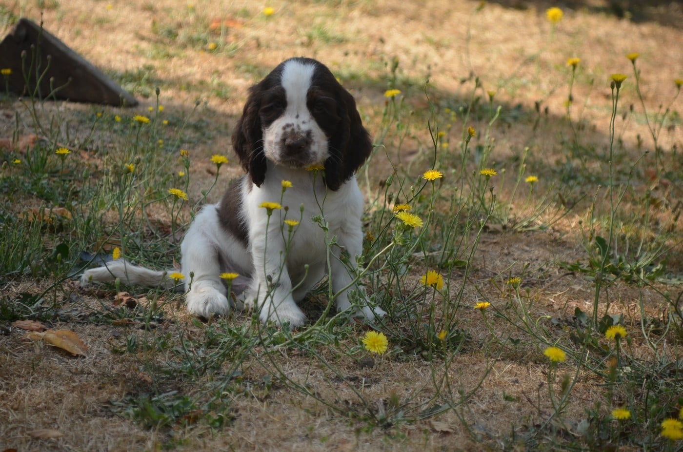 Chiot N°3 chocolat et blanc