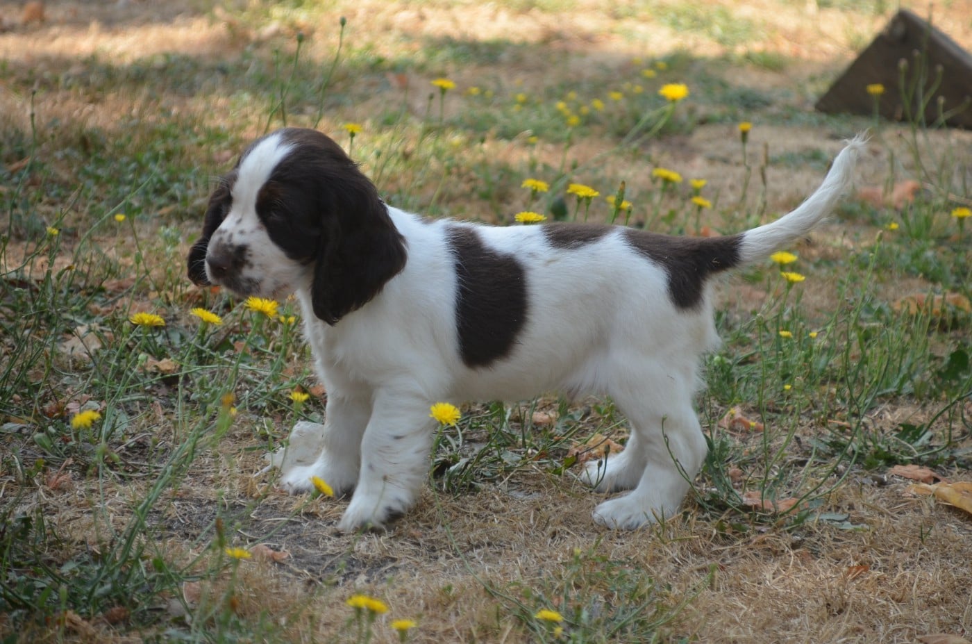 Chiot N°3 chocolat et blanc