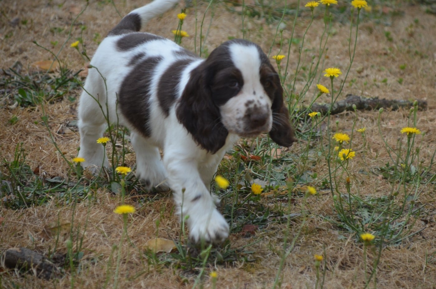 Chiot N°3 chocolat et blanc