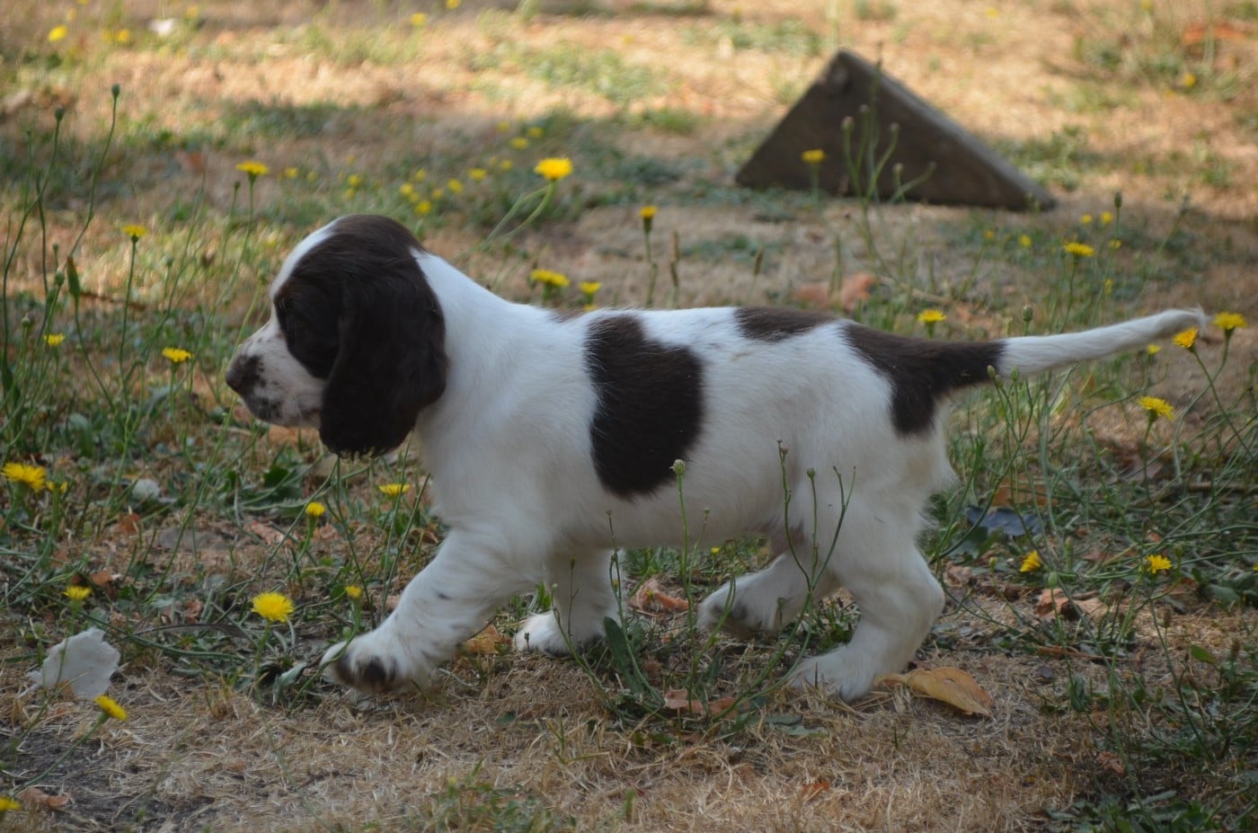 Chiot N°3 chocolat et blanc
