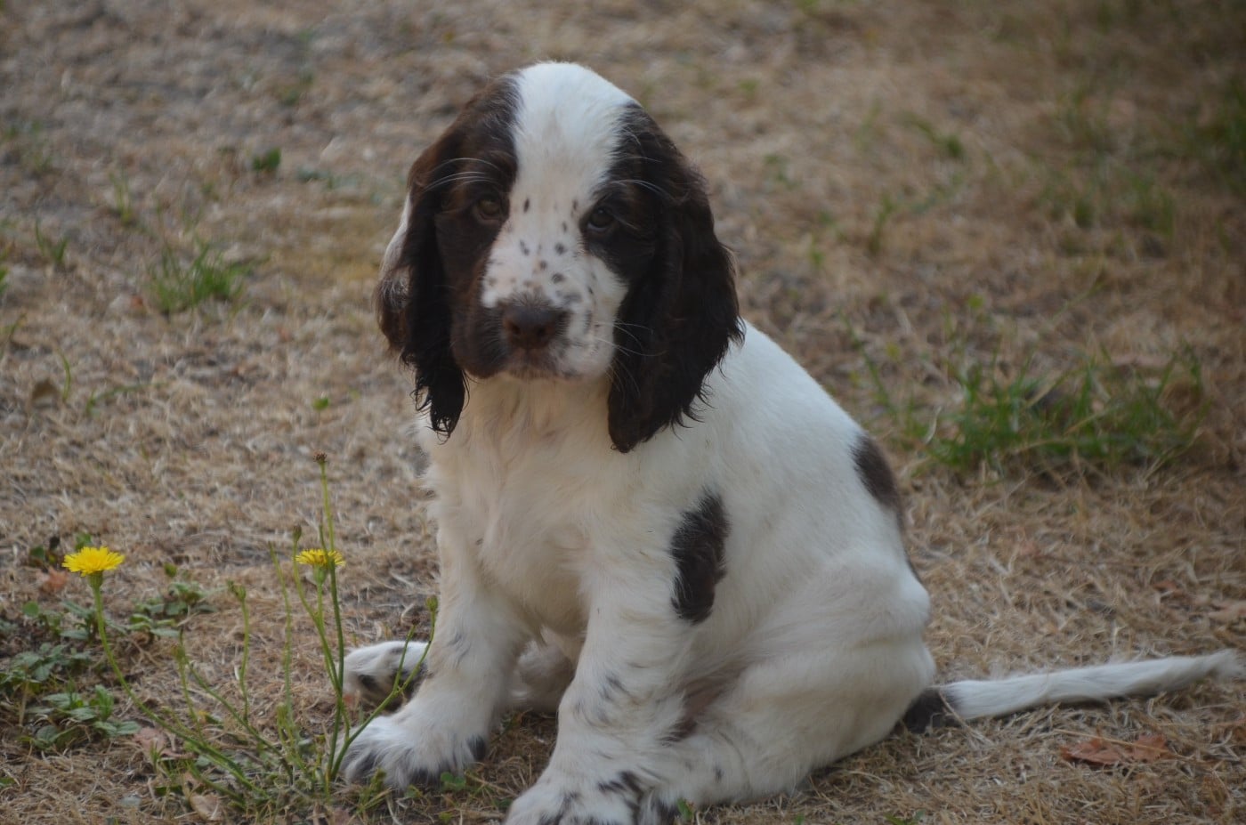 Chiot N°6 chocolat et blanc