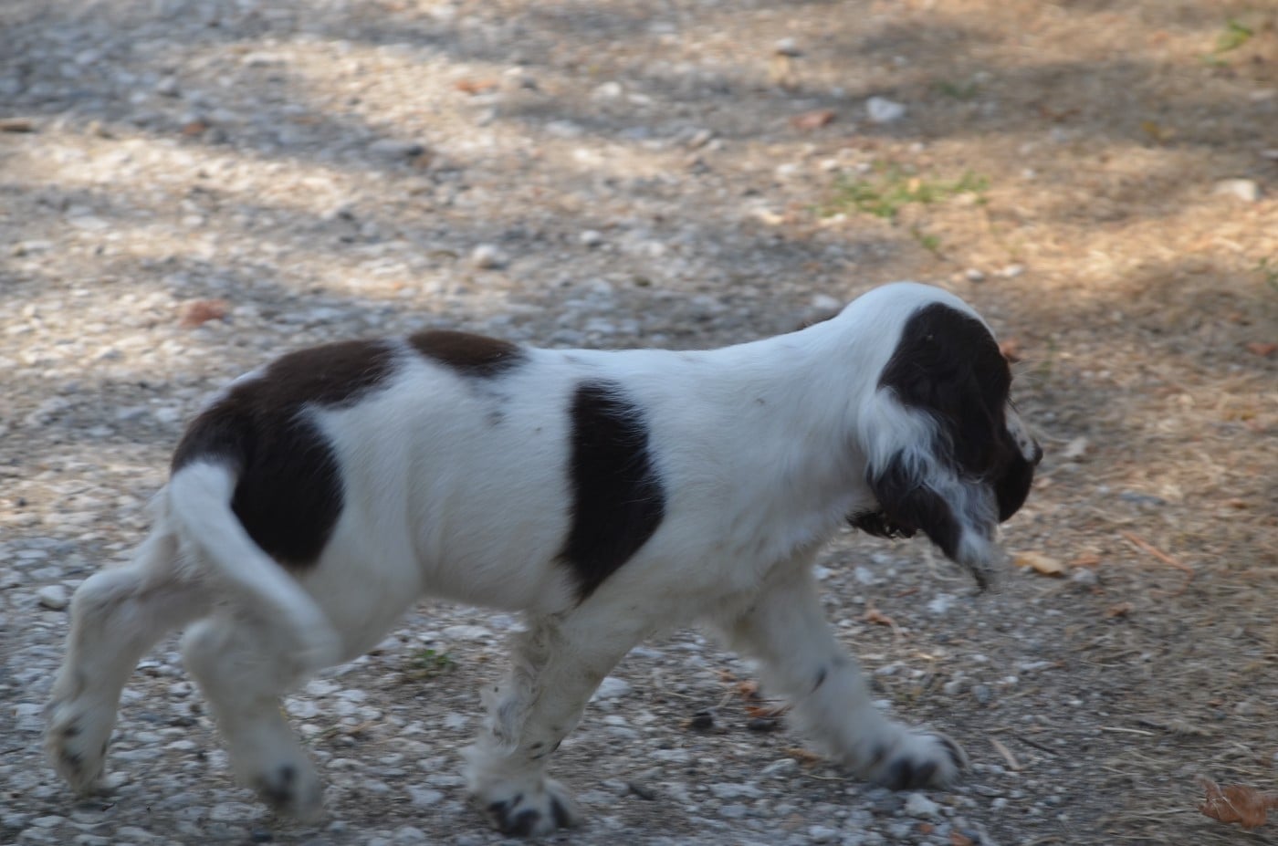 Chiot N°6 chocolat et blanc