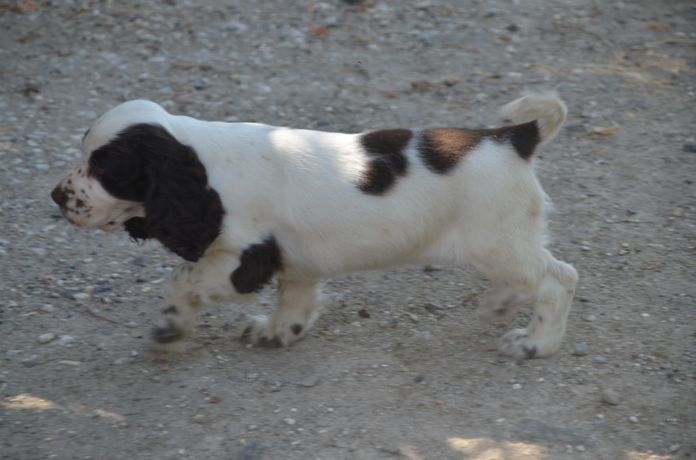 Chiot N°6 chocolat et blanc
