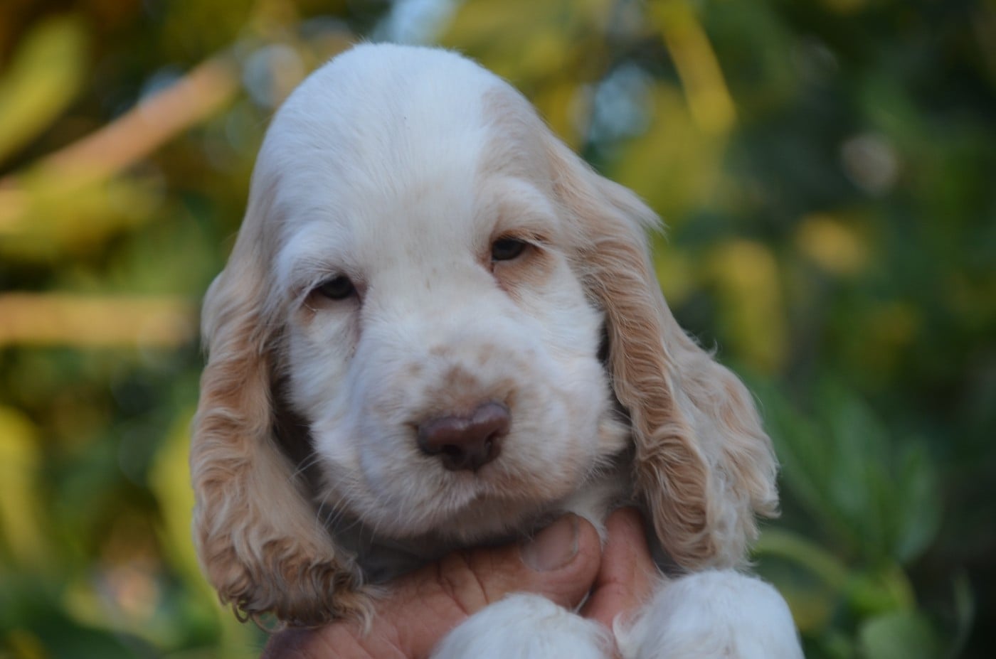 Chiot N°2