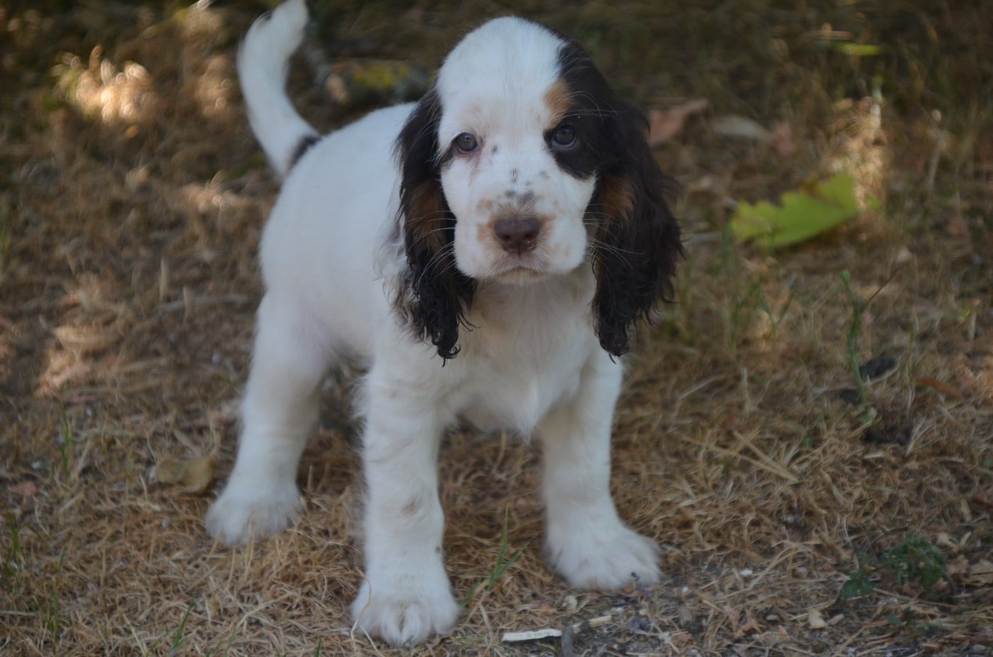 Chiot N°7 tricolore chocolat