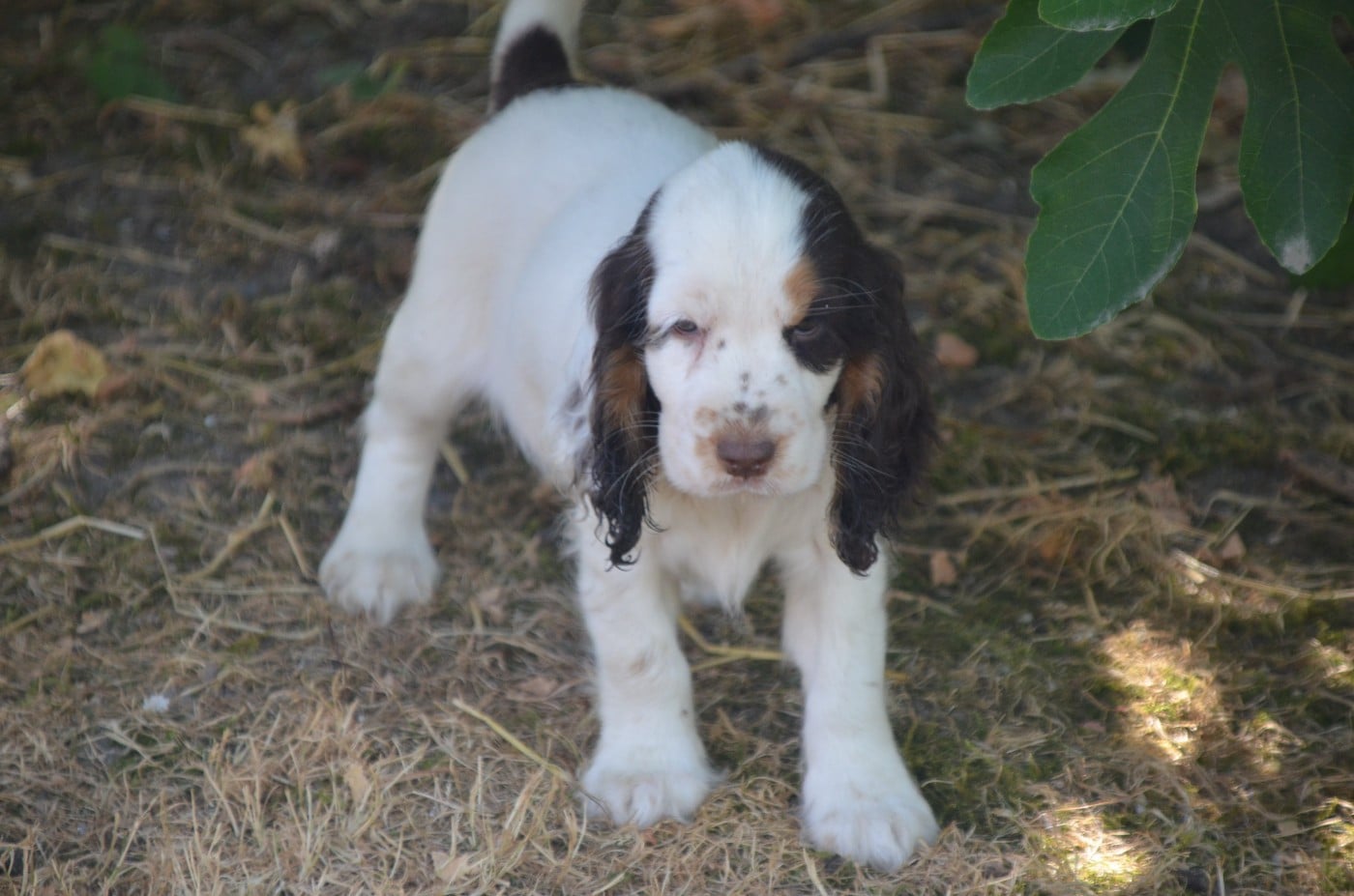 Chiot N°7 tricolore chocolat