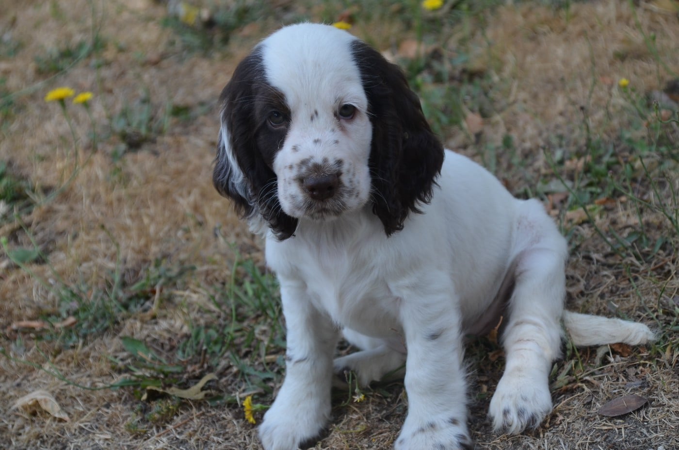 Chiot N°5 tricolore chocolat